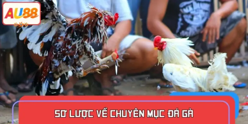 Đôi nét về sảnh đá gà