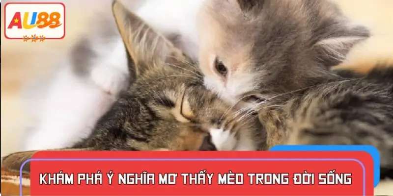 Giải mã hiện tượng mơ thấy mèo trong cuộc sống hàng ngày