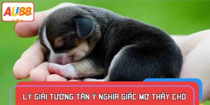 Giải thích cụ thể chiêm bao thấy chó theo từng trường hợp