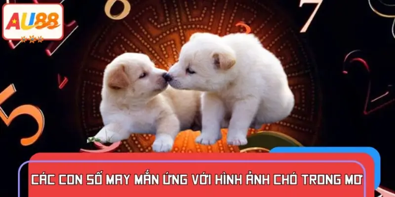 Mơ thấy chó đánh con gì để gặp vận may?
