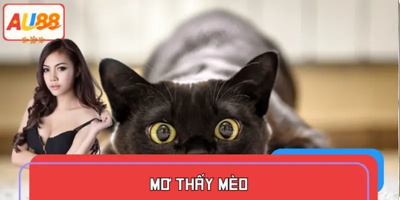 Mơ Thấy Mèo – Điềm Gở Hay Lành? Mèo Đen, Mèo Trắng Mang Ý Nghĩa Gì?