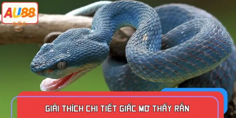 Mộng gặp rắn hổ mang