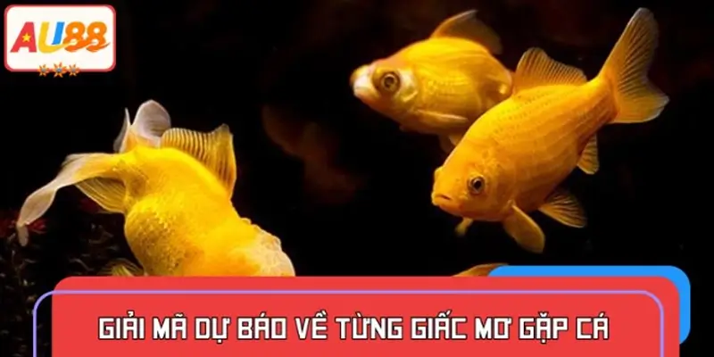 Những giấc chiêm bao về cá phổ biến và ý nghĩa cụ thể