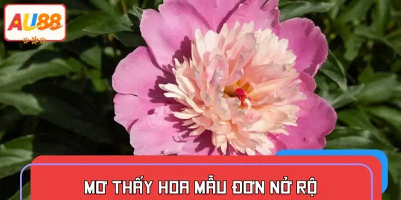 Mơ thấy hoa mẫu đơn nở rộ