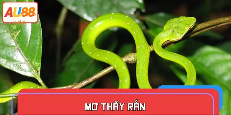 Mơ thấy rắn